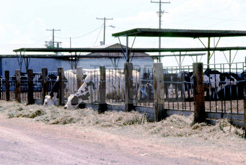 Feed Lot with Cows