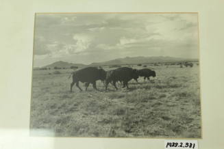 Framed, matted photographic black and white print of buffalo