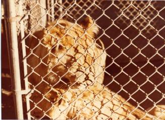 Caged Lion - Hayden's Ferry Arts & Crafts Fair - 1979