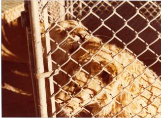 Caged Lion - Hayden's Ferry Arts & Crafts Fair - 1979