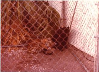 Tiger and Panther Cubs - Hayden's Ferry Arts & Crafts Fair - 1979
