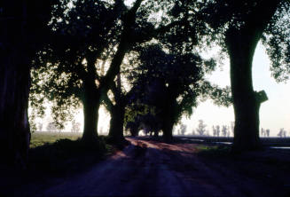 Trees in Dappled Sunlight on Farmland near S. Price Rd. and Queen Creek Rd.