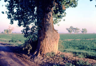 Tree Along Farm Path near S. Price Rd. and Queen Creek Rd.