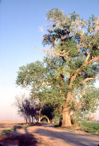 Trees Along a Dirt Path on Farmland near S. Price Rd. and Queen Creek Rd.