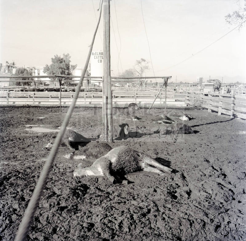 Dead cattle at McElhaney Cattle Company