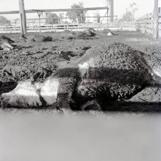 Dead cattle at McElhaney Cattle Company