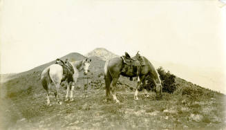 Photo of two horses belonging to Dr. Fenn J Hart
