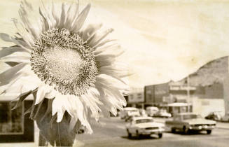 Sun Flower on Mill Ave., Tempe