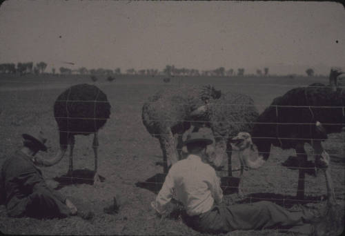 Tempe Ostrich Farm 1915