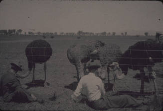 Tempe Ostrich Farm 1915