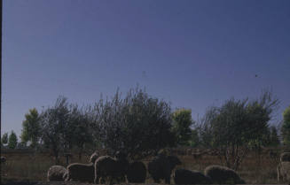 Sheep grazing in Tempe