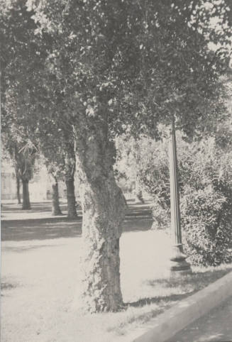Tree and park-like area at Arizona State University
