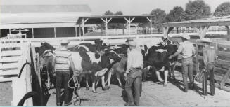 Men herding cattle into stock corral at College Farm