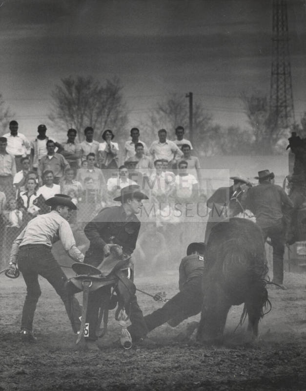 Cowboys Attempting to Put Saddle on a Bronc at the Rodeo