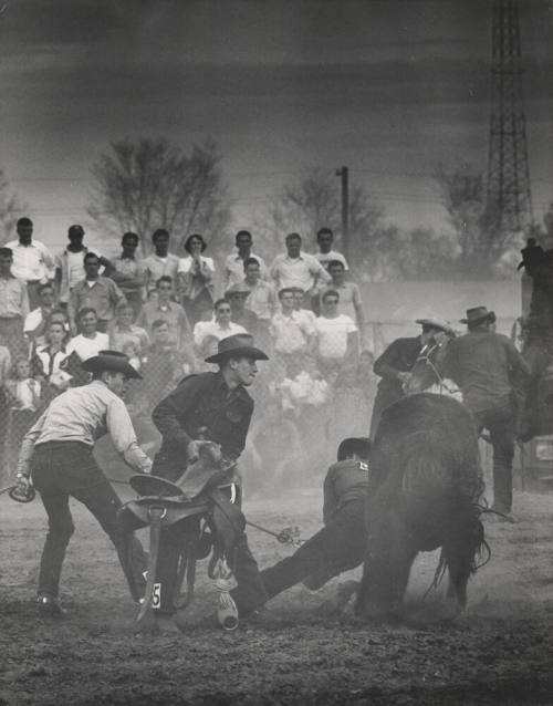 Cowboys Attempting to Put Saddle on a Bronc at the Rodeo