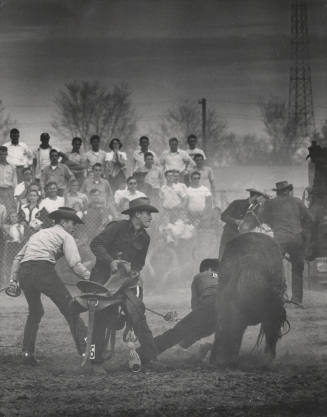 Cowboys Attempting to Put Saddle on a Bronc at the Rodeo
