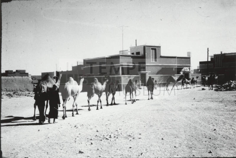 Camels on the Way to Market