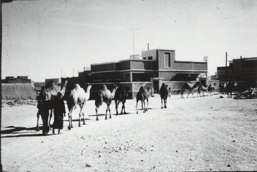 Camels on the Way to Market