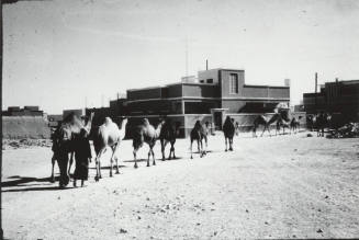 Camels on the Way to Market