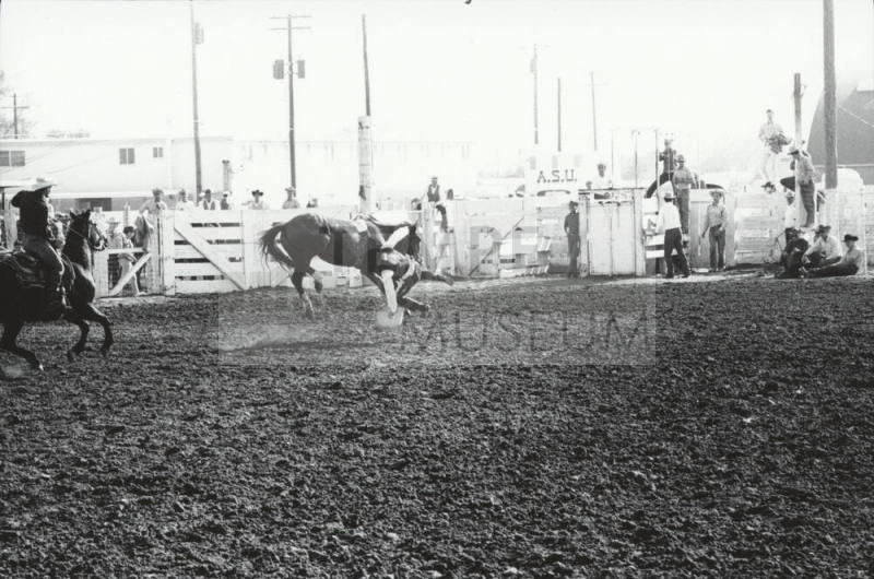 Bareback Rider Being Thrown