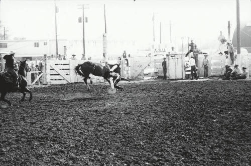 Bareback Rider Being Thrown