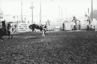 Bareback Rider Being Thrown
