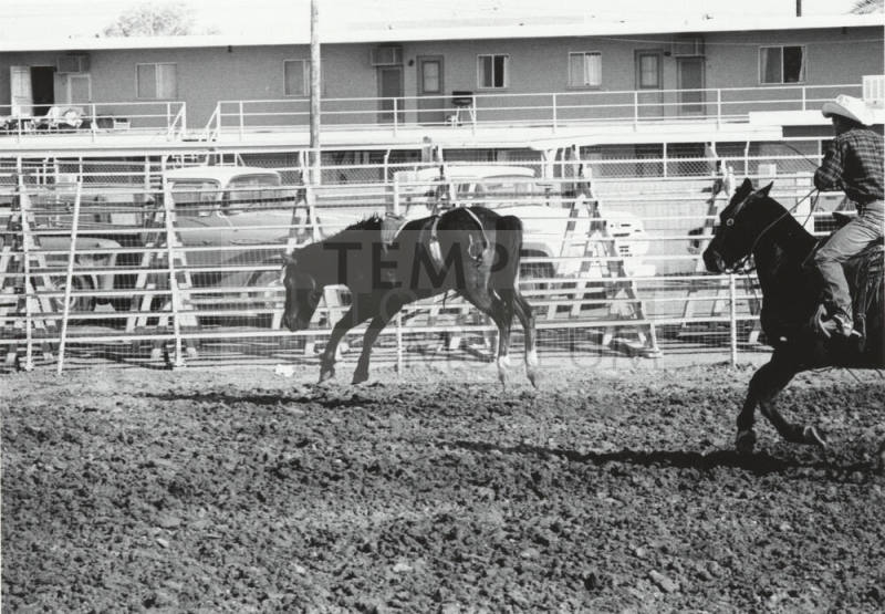 Chasing Down a Bareback Bronco