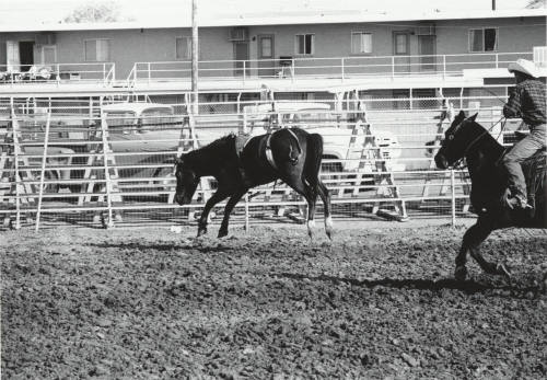 Chasing Down a Bareback Bronco