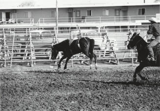 Chasing Down a Bareback Bronco