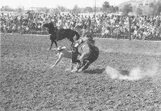 Saddle Bronc Rider is Thrown