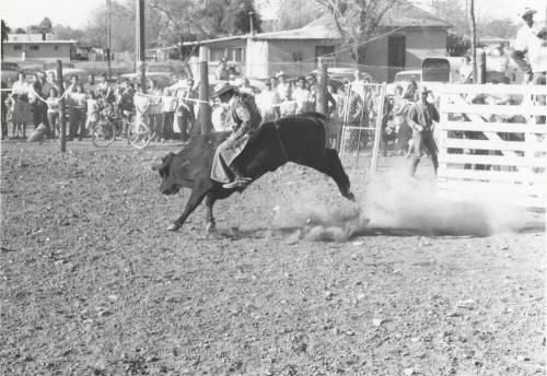 Bull Rider at the Rodeo