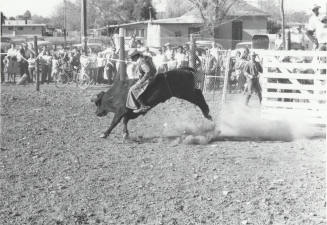 Bull Rider at the Rodeo
