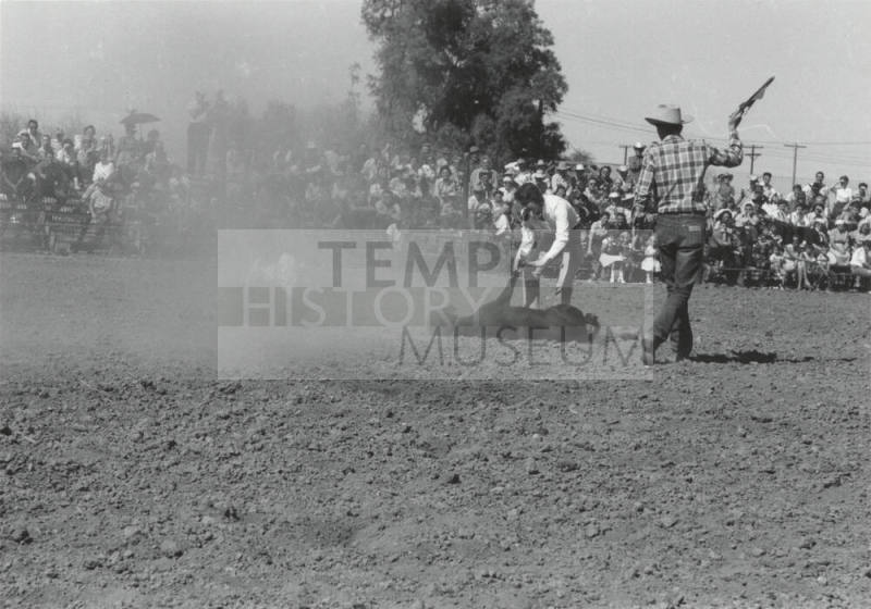 Calf Roping at the Rodeo