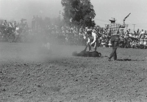 Calf Roping at the Rodeo