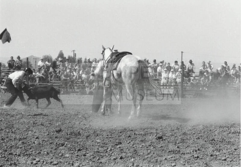 Goat Roping at the Rodeo