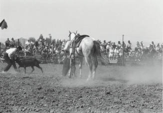 Goat Roping at the Rodeo