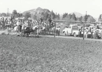 Bull Dogging at the Rodeo