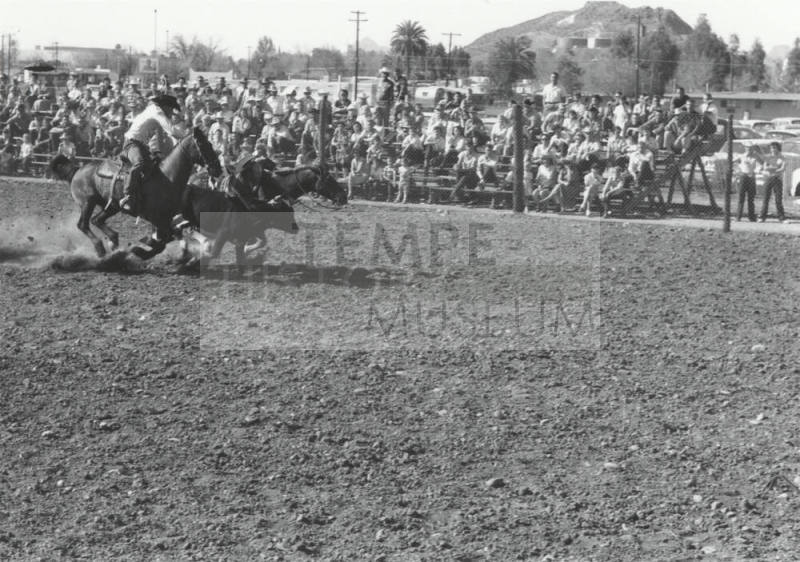 Bull Dogging at the Rodeo