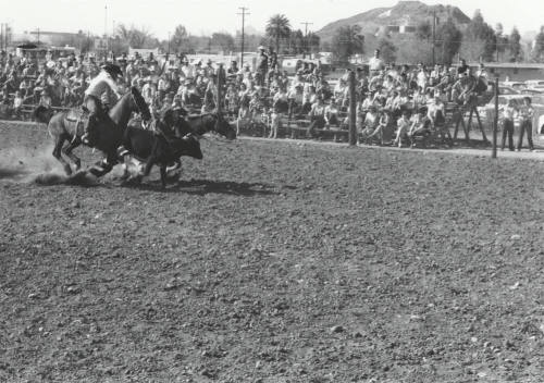 Bull Dogging at the Rodeo