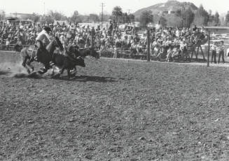 Bull Dogging at the Rodeo