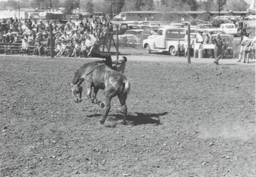 Bareback Rider Gets Thrown