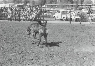 Bareback Rider Gets Thrown