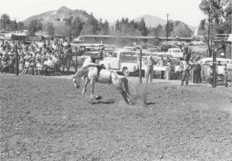 Bareback Rider Gets Thrown