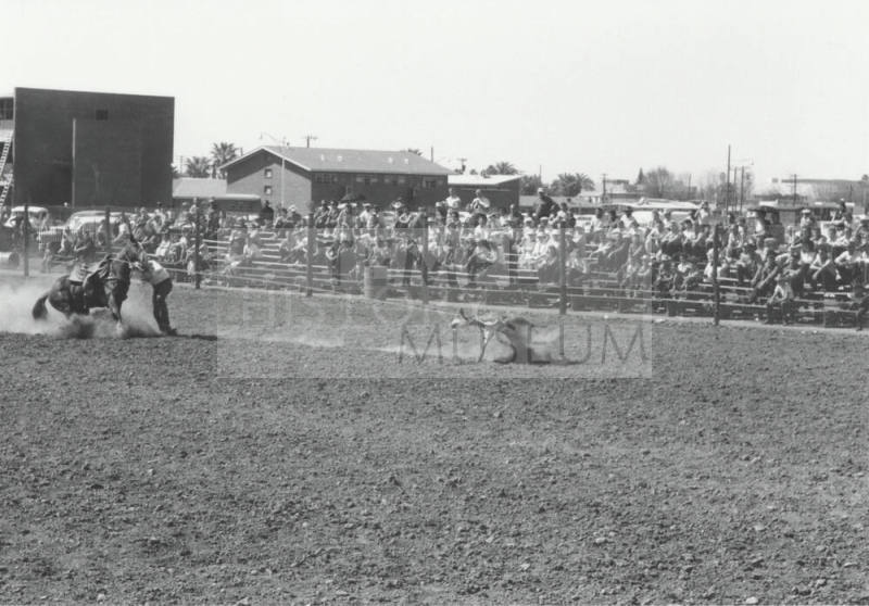 Calf Roping at the Rodeo