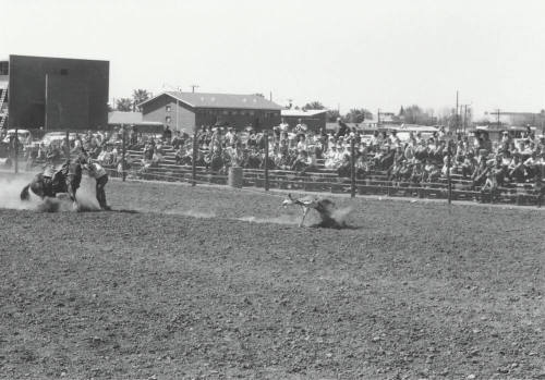 Calf Roping at the Rodeo