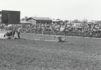 Calf Roping at the Rodeo