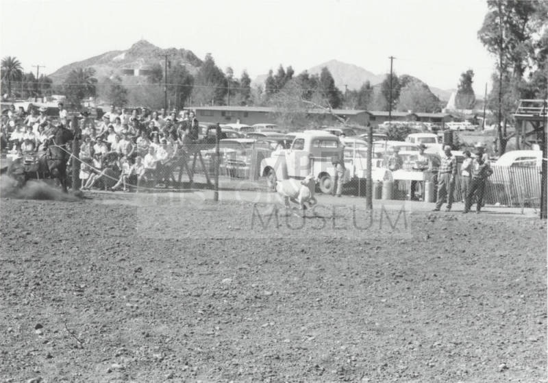 Calf Roper Missed His Throw
