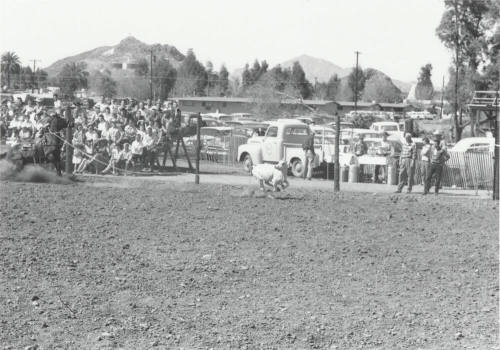 Calf Roper Missed His Throw