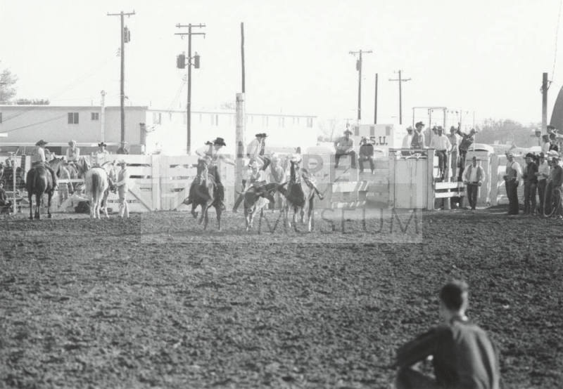 Bull Dogging at the Rodeo