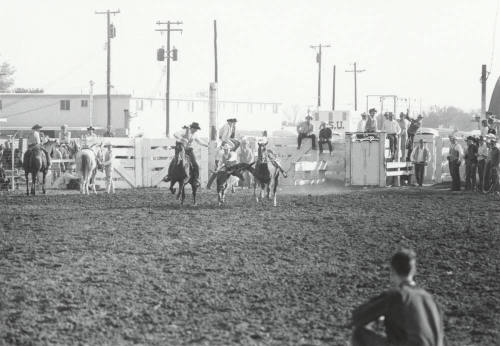 Bull Dogging at the Rodeo